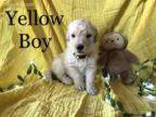 Goldendoodle Puppy for sale in Bellefontaine, OH, USA