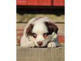 Miniature Australian Shepherd Puppy for sale in Liberty, KY, USA