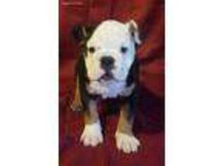 Bulldog Puppy for sale in Fort Towson, OK, USA