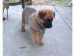 Belgian Malinois Puppy for sale in Homosassa, FL, USA