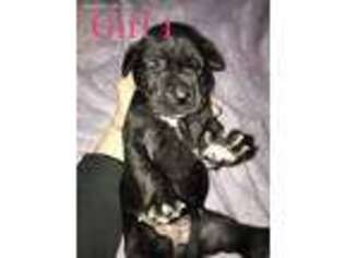 Great Dane Puppy for sale in Ruby, SC, USA