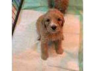 Mutt Puppy for sale in Darlington, SC, USA