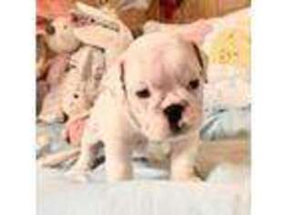 Bulldog Puppy for sale in Konawa, OK, USA