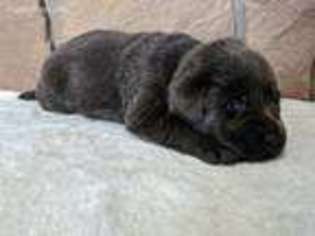 Labrador Retriever Puppy for sale in Woodlawn, IL, USA