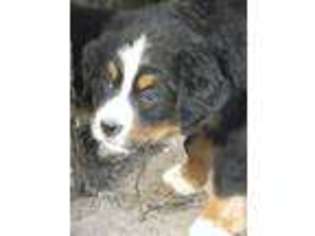 Mutt Puppy for sale in GERALD, MO, USA