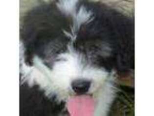 Old English Sheepdog Puppy for sale in Richards, MO, USA