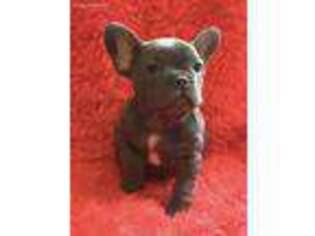 French Bulldog Puppy for sale in Danville, NH, USA