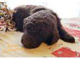 Mutt Puppy for sale in Roanoke, IN, USA