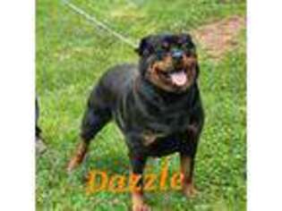 Rottweiler Puppy for sale in Boomer, NC, USA