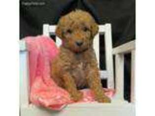 Goldendoodle Puppy for sale in Alum Bank, PA, USA