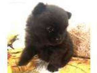 Pomeranian Puppy for sale in Oklahoma City, OK, USA