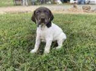 German Shorthaired Pointer Puppy for sale in Concord, NC, USA