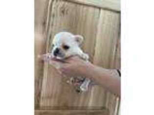 French Bulldog Puppy for sale in Troutville, VA, USA