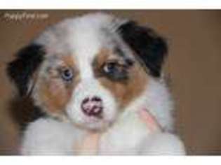 Australian Shepherd Puppy for sale in Middletown, OH, USA