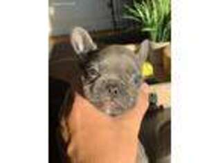 French Bulldog Puppy for sale in Maryville, TN, USA