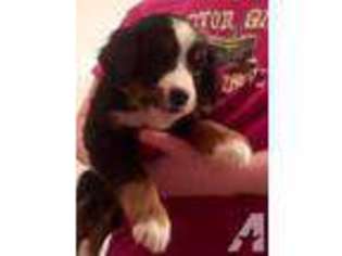 Bernese Mountain Dog Puppy for sale in SIOUX CITY, IA, USA