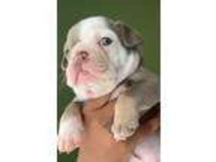 Bulldog Puppy for sale in Athens, GA, USA
