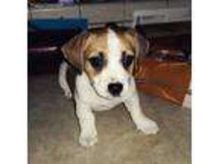 Jack Russell Terrier Puppy for sale in Palm Springs, CA, USA