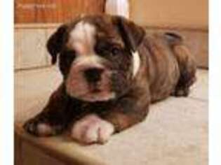 Bulldog Puppy for sale in Rio Grande City, TX, USA