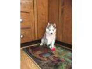 Siberian Husky Puppy for sale in Waterville, WA, USA