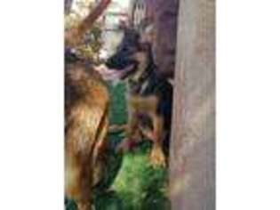 German Shepherd Dog Puppy for sale in Henderson, NV, USA