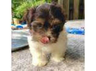 Havanese Puppy for sale in Miami, FL, USA