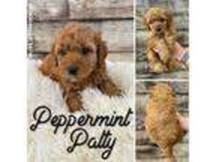 Goldendoodle Puppy for sale in Woodland Hills, UT, USA