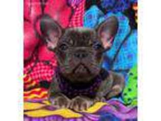 French Bulldog Puppy for sale in Mansfield, PA, USA