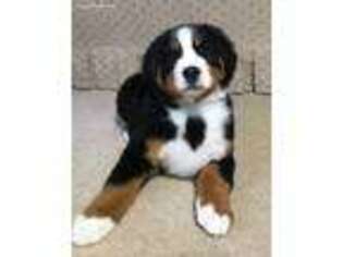 Bernese Mountain Dog Puppy for sale in Coshocton, OH, USA