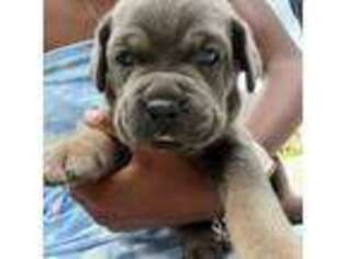 Cane Corso Puppy for sale in Macon, GA, USA