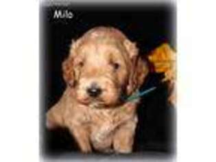 Goldendoodle Puppy for sale in Dorset, OH, USA