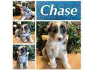 Australian Shepherd Puppy for sale in Ewing, KY, USA