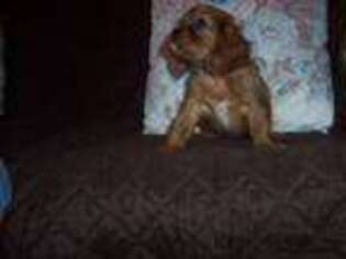 Cavalier King Charles Spaniel Puppy for sale in Buena Vista, GA, USA