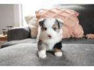 Miniature Australian Shepherd Puppy for sale in Seward, NE, USA