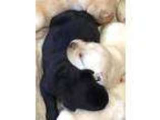 Labrador Retriever Puppy for sale in BURLINGTON FLATS, NY, USA