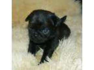 Pug Puppy for sale in EAGLE POINT, OR, USA