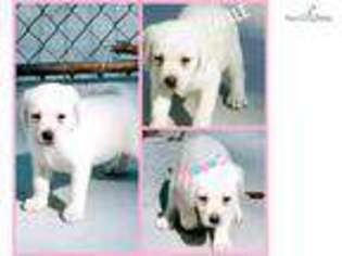 Labrador Retriever Puppy for sale in Williamsport, PA, USA