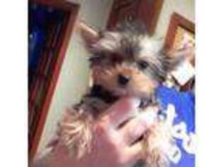Yorkshire Terrier Puppy for sale in Windham, CT, USA