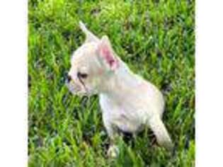 French Bulldog Puppy for sale in Avon Park, FL, USA
