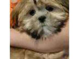 Lhasa Apso Puppy for sale in Pine Beach, NJ, USA