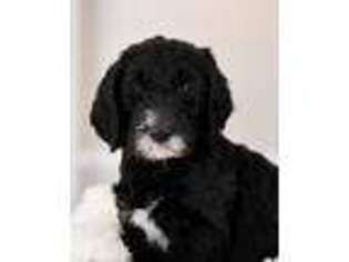 Labradoodle Puppy for sale in Greenville, NC, USA