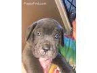Mastiff Puppy for sale in Owings, MD, USA