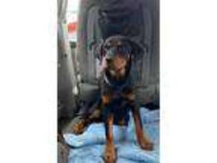 Rottweiler Puppy for sale in DURHAM, CT, USA