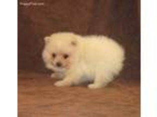 Pomeranian Puppy for sale in Chanute, KS, USA