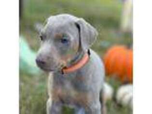 Doberman Pinscher Puppy for sale in Olaton, KY, USA