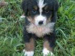 Bernese Mountain Dog Puppy for sale in Comer, GA, USA