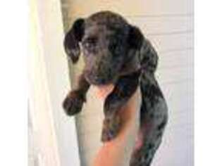 Dachshund Puppy for sale in Sacramento, CA, USA