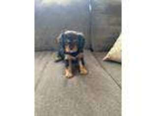 Cavalier King Charles Spaniel Puppy for sale in Berlin, PA, USA