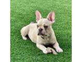 French Bulldog Puppy for sale in Corona, CA, USA