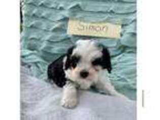 Cavapoo Puppy for sale in Saint Joe, IN, USA